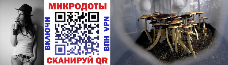 сколько стоит  Минусинск  Псилоцибиновые грибы Cubensis 