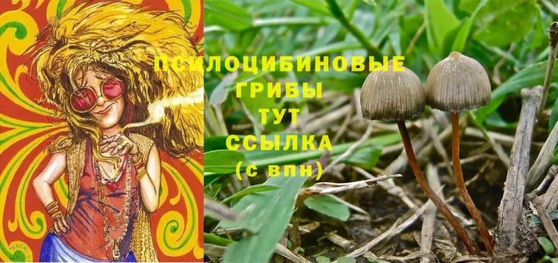 Галлюциногенные грибы Psilocybe  Минусинск 