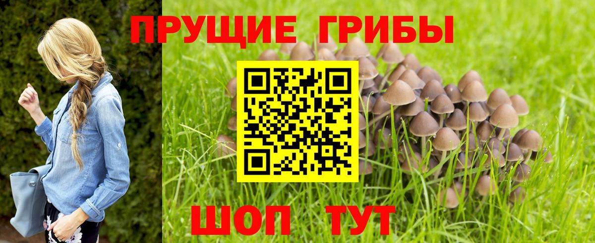 Псилоцибиновые грибы мухоморы  Галлюциногенные грибы Psilocybine cubensis  Минусинск  Вход с VPN 
